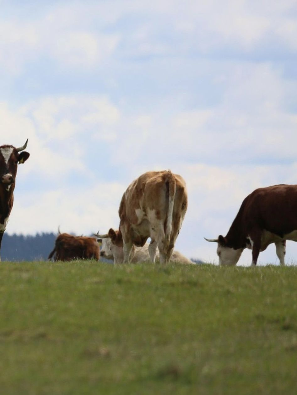 Portrait of the rancher among the bulls after a long day