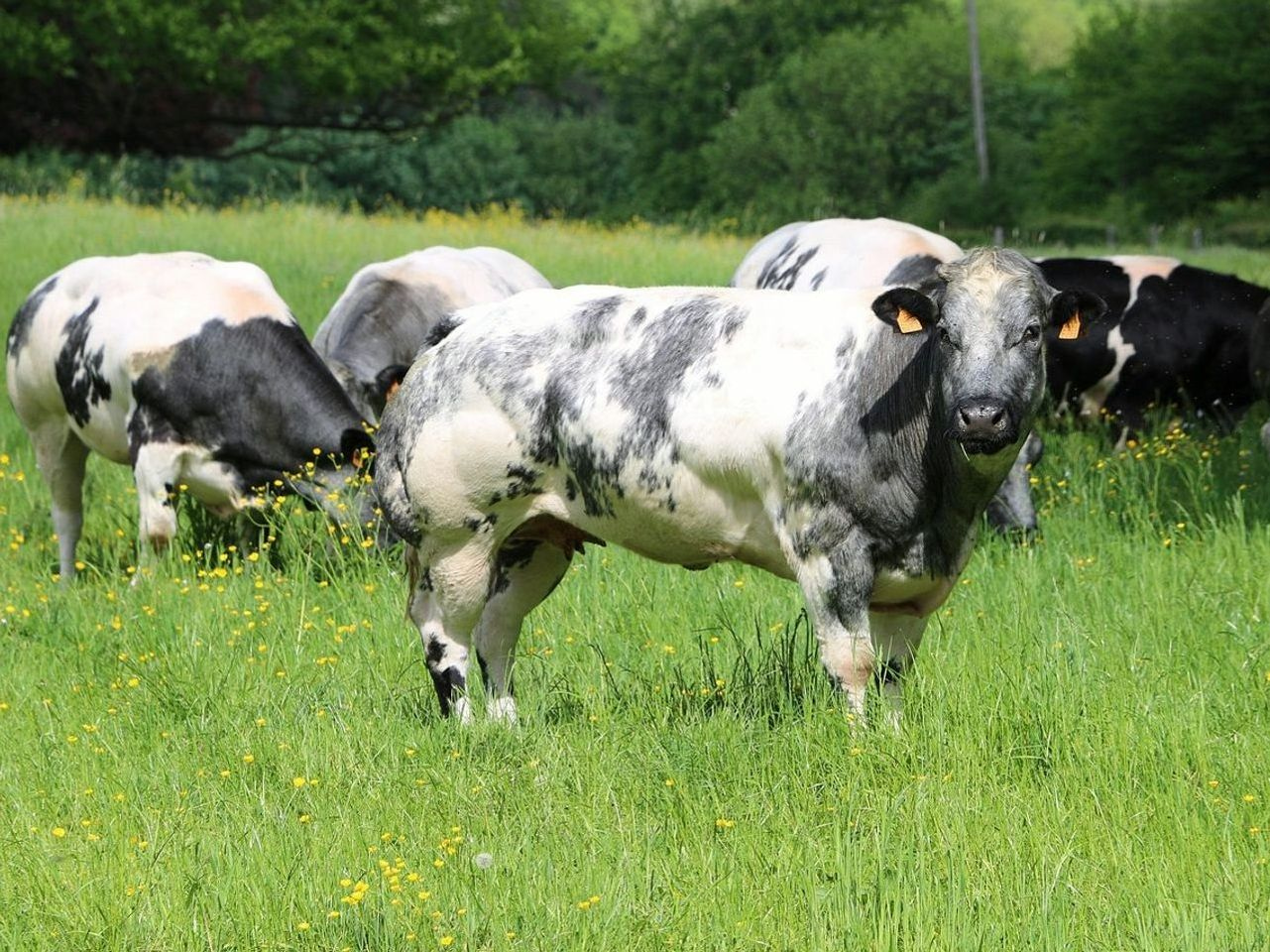 Calves resting beside a cattle barn